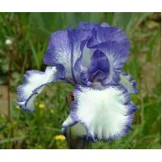 Iris Germ. Blue Staccato