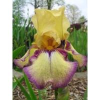 Iris Germ. Bullwinkle