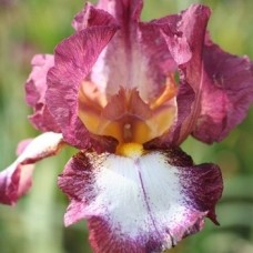 Iris Germ. Crinoline