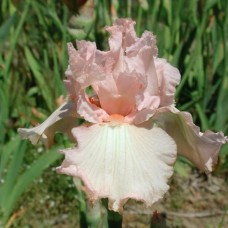 Iris Germ. Paradise