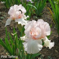 Iris Germ. Pink Taffeta