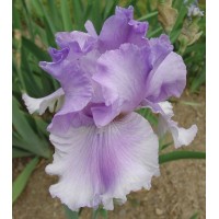 Iris Germ. Timescape