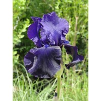 Iris Germ. Tuxedo
