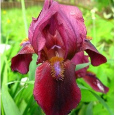  Kääbus-iiris Lady in Red