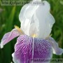 Iris Mrs. Andrist