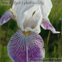 Iris Mrs. Andrist