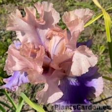 Iris Poem of Extasy