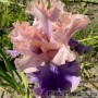 Iris Poem of Extasy