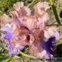 Iris Poem of Extasy