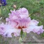 Iris Poem of Love