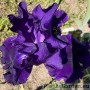 Iris Progressas