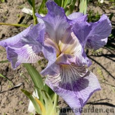 Iris Rain Pattern