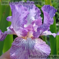 Iris Rain Pattern