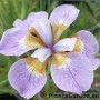 Iris Rikugi Sakura