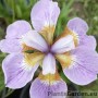 Iris Rikugi Sakura