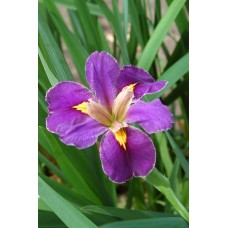 Louisiana iiris Spicy Cajun