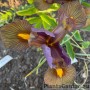 Iris Tiger Eye