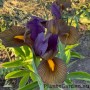 Iris Tiger Eye