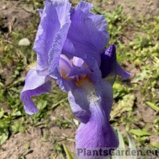 Iris Variegate Aurea
