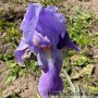 Iris Variegate Aurea