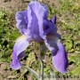 Iris Variegate Aurea