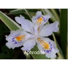 Iris Ensata Aphrodite