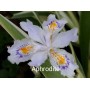 Iris Ensata Aphrodite