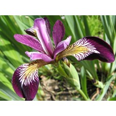 Iris Sibirica Claret Cup