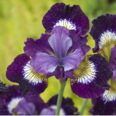 Iris Sibirica Contrast in Style