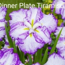 Iris Ensata Dinner Plate Tiramisu