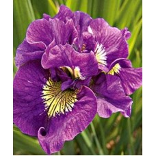 Iris Sibirica Double Standard