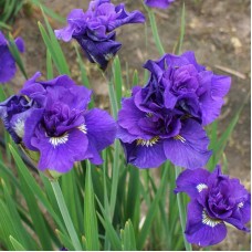 Siberi iiris Double Standard