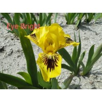 Iris Pumila Eye Bright