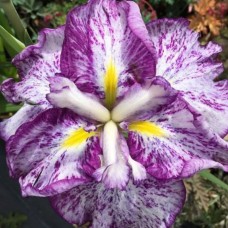 Iris Harlequinesque