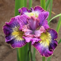 Iris Sibirica How Audacious