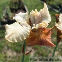 Iris Sibirica Jerry Murphy