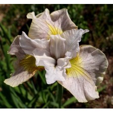Iris Sibirica Lemon Veil