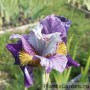 Iris On Mulberry Street