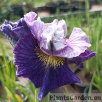 Iris On Mulberry Street