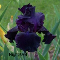 Iris Germanica Night Owl