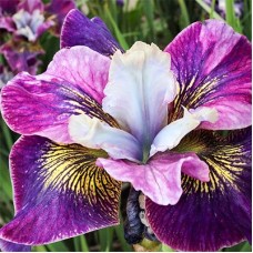 Iris Sibirica Peacock Charming Billy