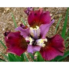 Iris Sibirica Peacock Cherry Fling