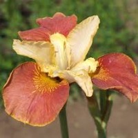 Iris Sibirica Peacock Drink Your Tea