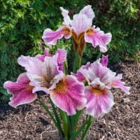Iris Sibirica Peacock Fancy Me This