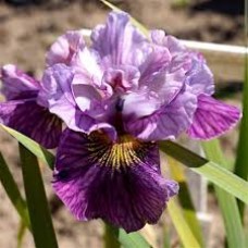 Iris Sibirica Peacock Mad Hat