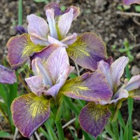 Iris Sibirica Peacock Unbuttoned Zippers