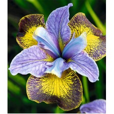 Iris Sibirica Peacock Uncorked