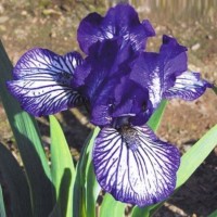 Iris Petite Polka