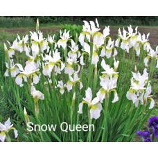 Iris Sibirica Snow Queen