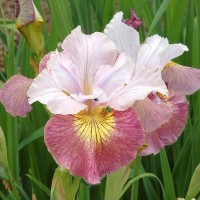 Iris Sibirica Sugar Rush